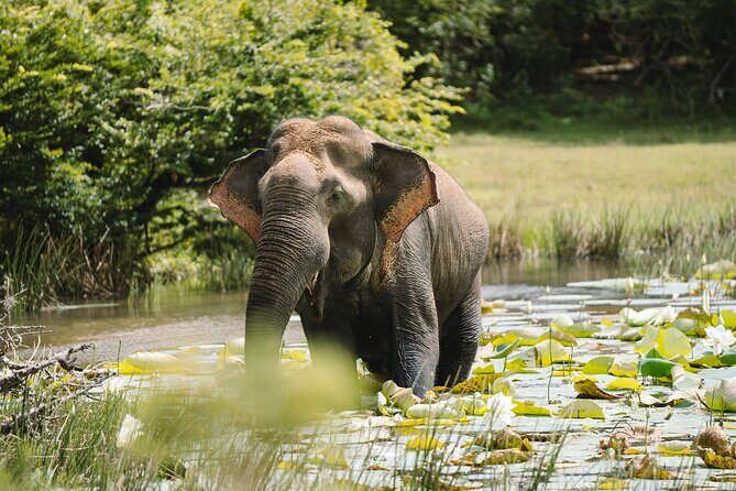 Morning Private Safari at Udawalawa National Park by La Safari inn Tours - Why This Tour is a Great Fit