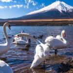Mount Fuji Day Tour by Chartered Car - Final Thoughts
