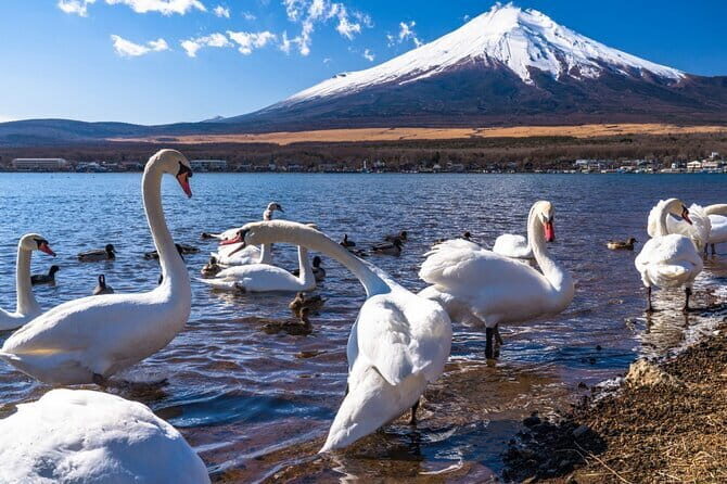 Mount Fuji Day Tour by Chartered Car - Final Thoughts