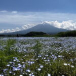 Mount Fuji Day Trip Around Lake Kawaguchiko - Who Is This Tour Best For?