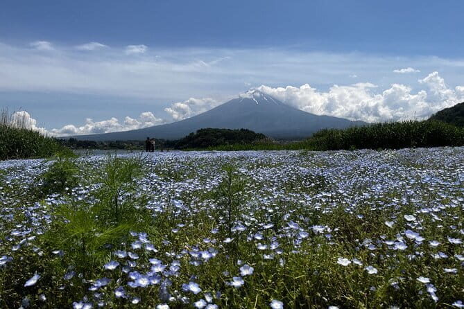 Mount Fuji Day Trip Around Lake Kawaguchiko - Who Is This Tour Best For?