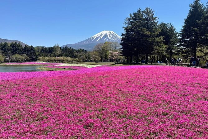 Mount Fuji private Day Tour with English Driver - What Reviews Tell Us (From the Limited Data)