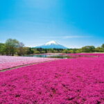 Mt. Fuji Shiba Sakura Festival and Hoto Noodle Making - Practical Details and What You Should Know