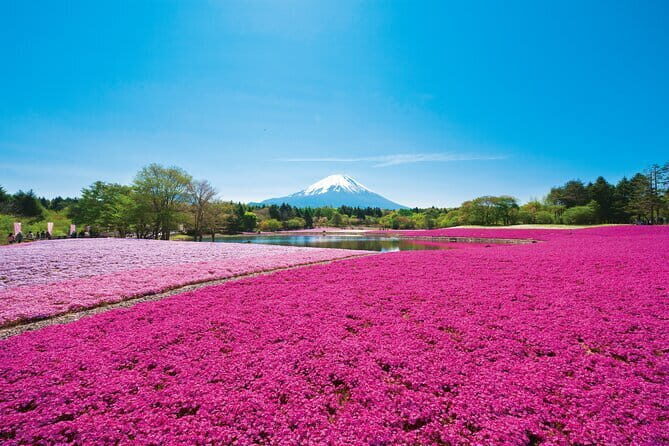 Mt. Fuji Shiba Sakura Festival and Hoto Noodle Making - Practical Details and What You Should Know