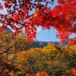 MT. Naejang Autumn Foliage and Jeonju Hanok village 1 Day Tour - Practical Details and What to Expect
