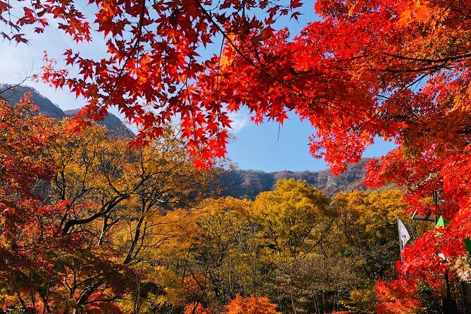 MT. Naejang Autumn Foliage and Jeonju Hanok village 1 Day Tour - Practical Details and What to Expect