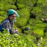 Munnar 2 Nights Solo Tour Package - What You Can Expect: Breaking Down the Itinerary