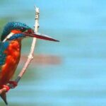 Muthurajawela Bird Watching Boat Tour - The Itinerary: What to Expect