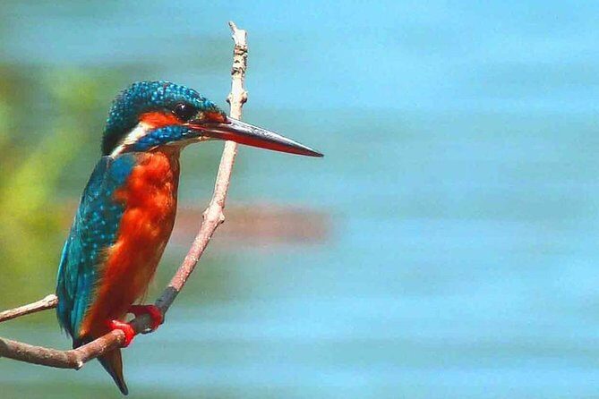 Muthurajawela Bird Watching Boat Tour - The Itinerary: What to Expect