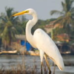 Muthurajawela Bird Watching Day Tour from Colombo or Negombo - The Value of This Experience