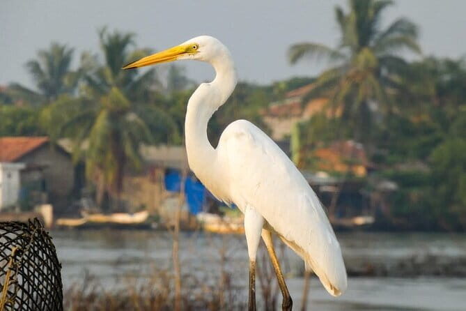 Muthurajawela Bird Watching Day Tour from Colombo or Negombo - The Value of This Experience