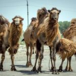 Muynak - "Ship Cemetery" Tour from Nukus - The Sum Up