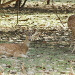 Nagpur to Bhopal via Pench & Satpura National Park - Transportation and Practicalities