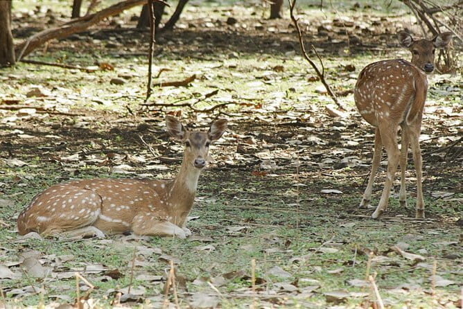 Nagpur to Bhopal via Pench & Satpura National Park - Transportation and Practicalities