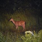 Nam Cat Tien National Park 2 Days 1 Night Tour - The Second Day: Wildlife Encounters and Scenic Sights