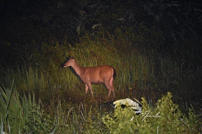 Nam Cat Tien National Park 2 Days 1 Night Tour - The Second Day: Wildlife Encounters and Scenic Sights