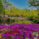Nami Island and Rail Bike Day Trip from Seoul - Analyzing the Value