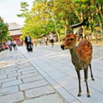 Nara Attractive Tour - FAQ