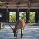 Nara Early Bird Tour (Osaka Departure Option) - In-Depth Itinerary Breakdown