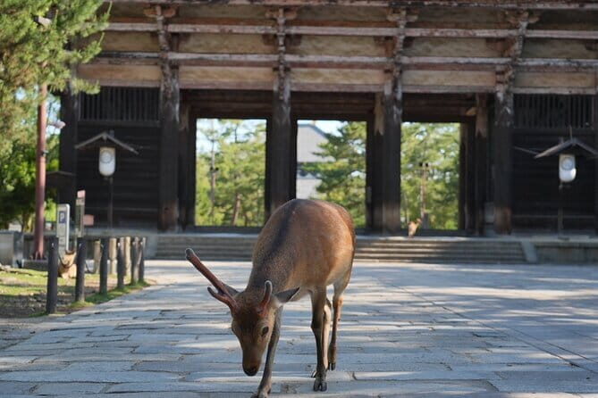 Nara Early Bird Tour (Osaka Departure Option) - In-Depth Itinerary Breakdown