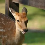 Nara Half Day Walking Tour - Practical Details: What You Need to Know