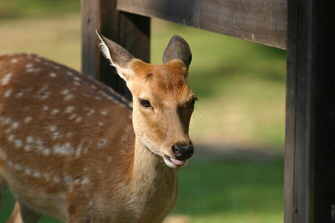 Nara Half Day Walking Tour - Practical Details: What You Need to Know