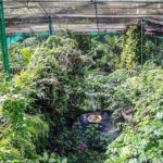 Nature And Gardens Tour From Kuala Lumpur All Entrance Included - Final Thoughts