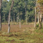 Nature Walk in Chitwan Jungle Safari with Guide - Why This Tour Offers Great Value
