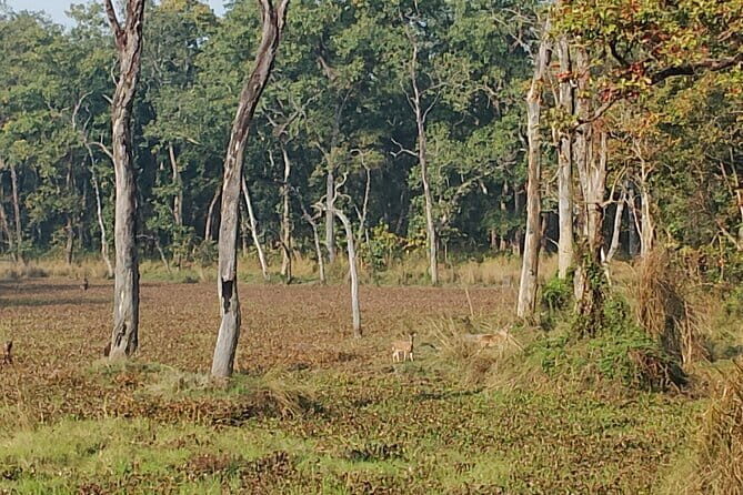 Nature Walk in Chitwan Jungle Safari with Guide - Why This Tour Offers Great Value