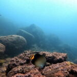 Night Diving in Negombo - An In-Depth Look at Night Diving in Negombo