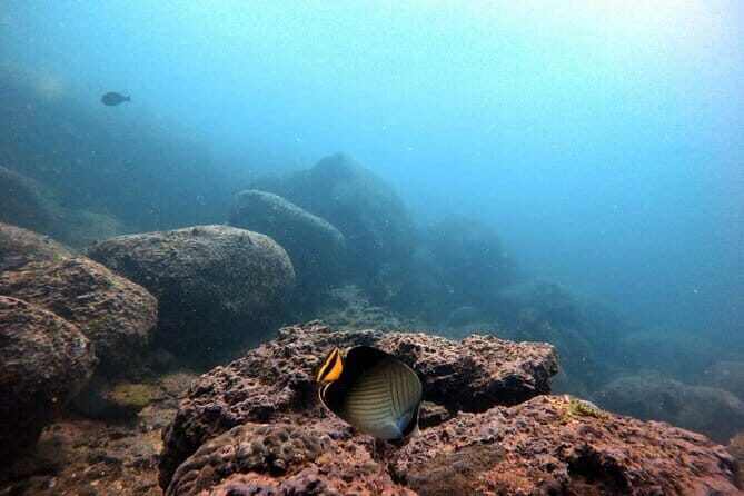 Night Diving in Negombo - An In-Depth Look at Night Diving in Negombo