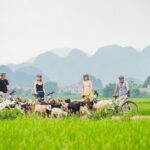 Ninh Binh: Hoa Lu - Tam Coc - Cycling 1 day trip - Practical Aspects: What to Know Before You Go