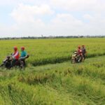 Ninh Binh Motorbike Half Day Rural Village, Rice Paddies - The Sum Up