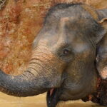 Observing Elephant Nature (NO RIDING NO BATHING) - Who Should Book This Tour?
