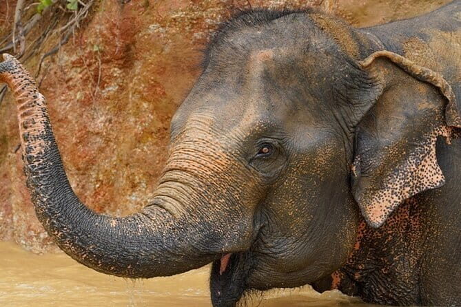 Observing Elephant Nature (NO RIDING NO BATHING) - Who Should Book This Tour?