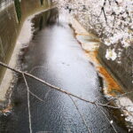 Omotesando & Shibuya Art and Culture Tour - Who This Tour Is Best For