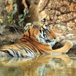 On The Tiger Trail Journey - Authentic Insights from Reviews