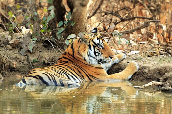 On The Tiger Trail Journey - Authentic Insights from Reviews