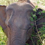 One Day Safari Tour to Bundala National Park from Colombo - The Value of the Experience