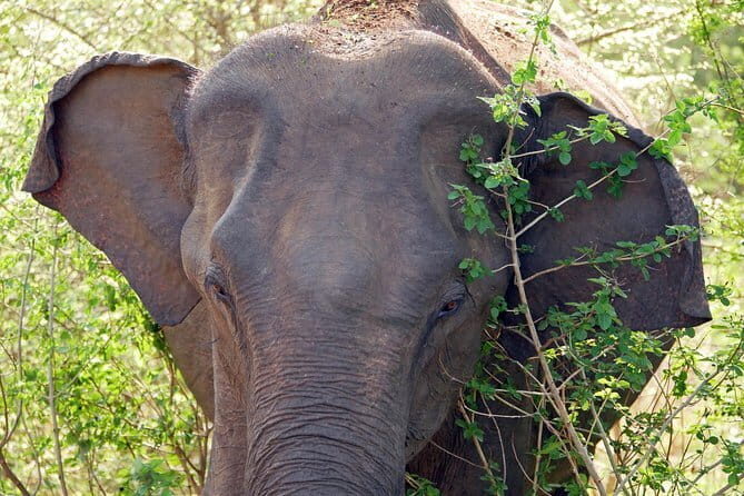 One Day Safari Tour to Bundala National Park from Colombo - The Value of the Experience