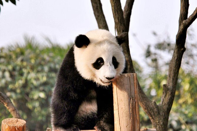 One Day Trip to Panda Base and Dujiangyan Irrigation Project - Practical Details and What You Can Expect