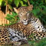 One Night Camping in Wilpattu National Park - How This Experience Stands Out