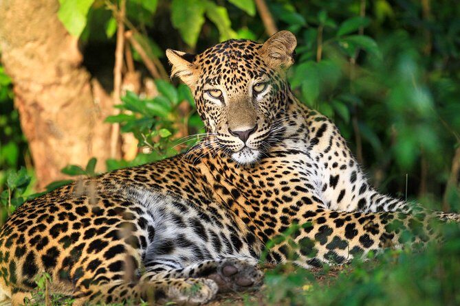 One Night Camping in Wilpattu National Park - How This Experience Stands Out