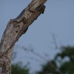 One Night Camping in Yala National Park - The Itinerary: Day-by-Day Breakdown