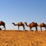 One Way Jaipur To Udaipur Drop With Optional Visit to Pushkar - The Sum Up
