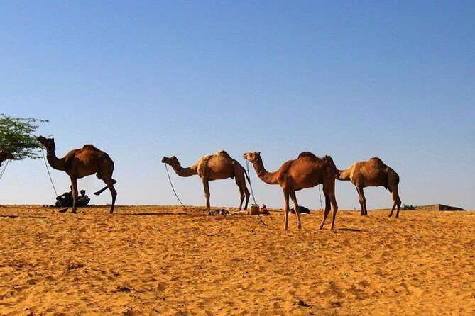 One Way Jaipur To Udaipur Drop With Optional Visit to Pushkar - The Sum Up