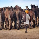 One Way Transfer From Jaipur To Jodhpur With Pushkar & Lunch (Optional) - Exploring the Itinerary in Detail