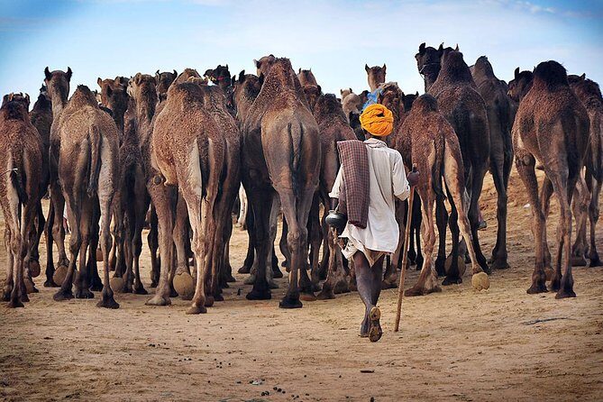One Way Transfer From Jaipur To Jodhpur With Pushkar & Lunch (Optional) - Exploring the Itinerary in Detail