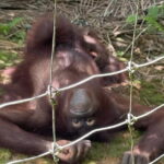 Orang Utan Island and Ipoh Private Day Tour from Kuala Lumpur - Practical Aspects & Tips