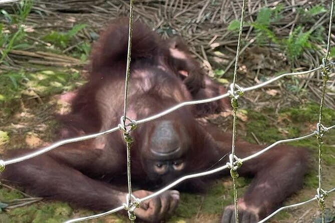 Orang Utan Island and Ipoh Private Day Tour from Kuala Lumpur - Practical Aspects & Tips